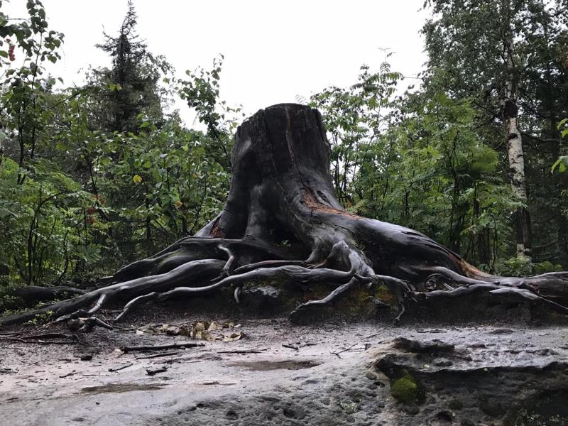 Съёмочная группа «Сердца Пармы» возместила ущерб за деревья в Каменном городе