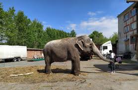 Слоны застряли в пермском цирке из-за коронавируса