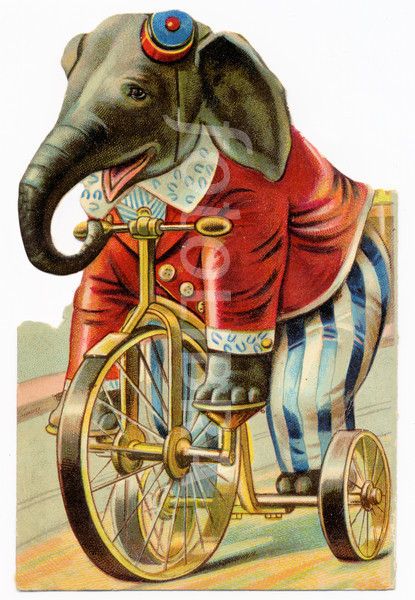 Застрявшие в пермском цирке слоны все еще не могут выбраться 