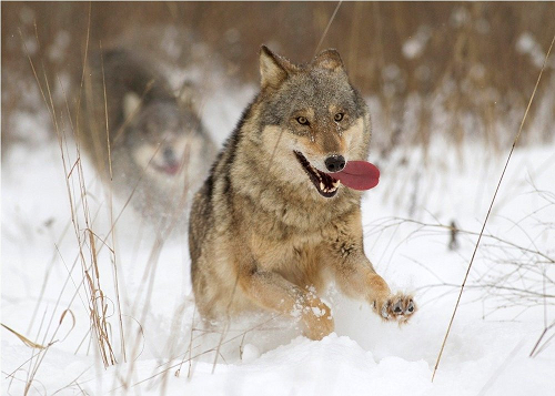 С начала января в Прикамье добыто 18 волков