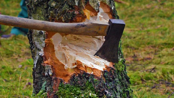 В Перми на Слудской горке возобновилась вырубка деревьев, несмотря на протесты жителей 