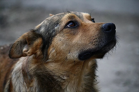 В Перми снизилось число нападений бездомных собак 