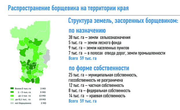 На борьбу с борщевиком в Прикамье в 2021 году направят около 30 млн рублей