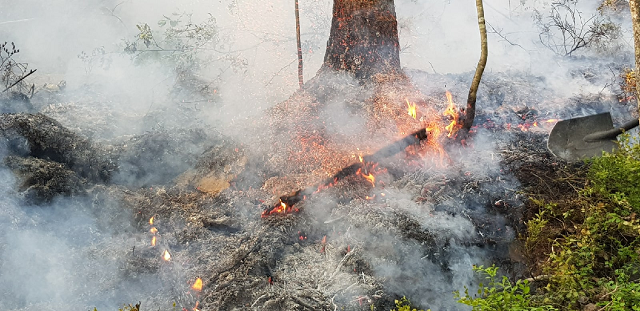 В краевом МЧС сообщили о ликвидации лесного пожара под Краснокамском