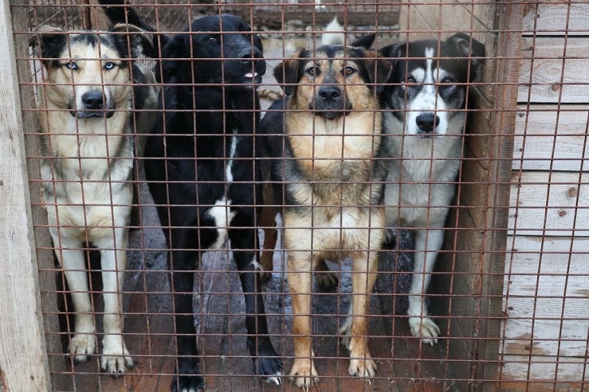 В Прикамье неизвестные жестоко отравили около 15 собак