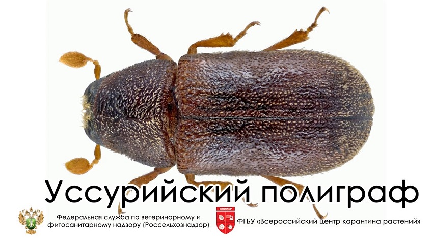 Опасный жук повредил 626 га лесов в Прикамье