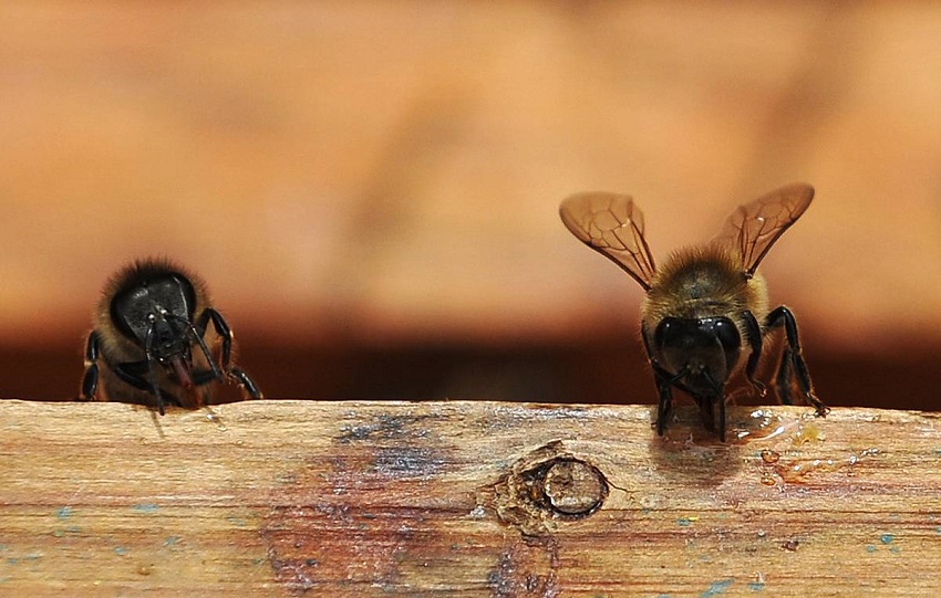 В Пермском крае выясняют причины массовой гибели пчел