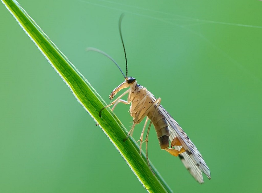 Ученые: первые насекомые-опылители на планете появились на территории Прикамья
