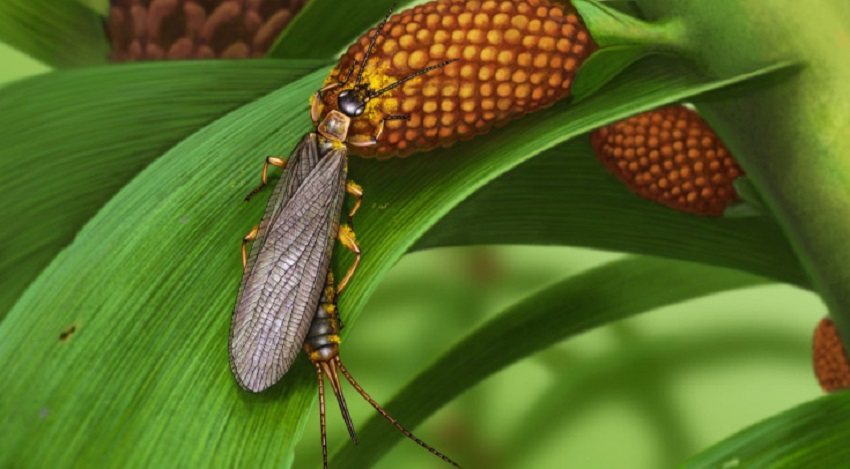 В Пермском крае польские ученые нашли остатки насекомых-опылителей возрастом около 280 миллионов лет