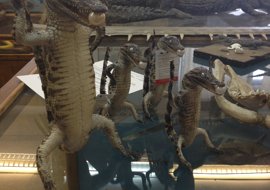 Изъятые в пермском аэропорту чучела крокодилов передали музею ПГНИУ