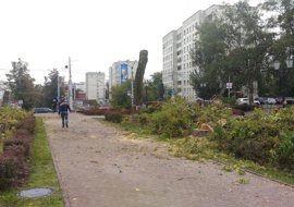 В Перми на Соборной площади вырубили все тополя