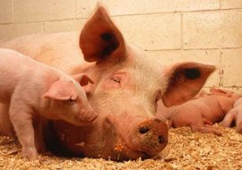 Минсельхоз Пермского края опроверг информацию об убое 150 свиней на свинокомплексе «Пермский»