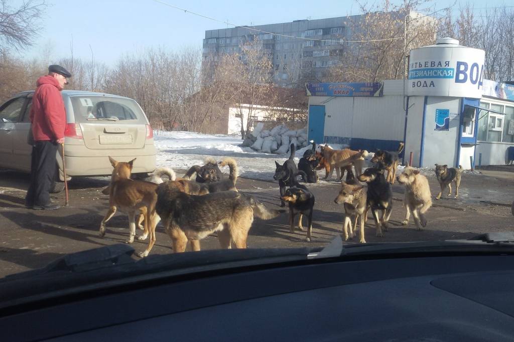 25 миллионов рублей было освоено службой отлова собак в 2018, но стаи по-прежнему в городе