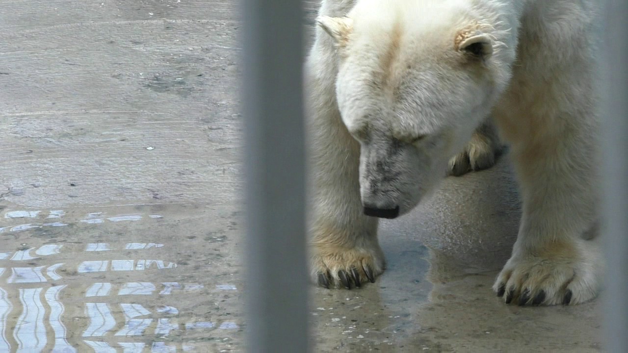 В пермском зоопарке умерла старейшая в России белая медведица