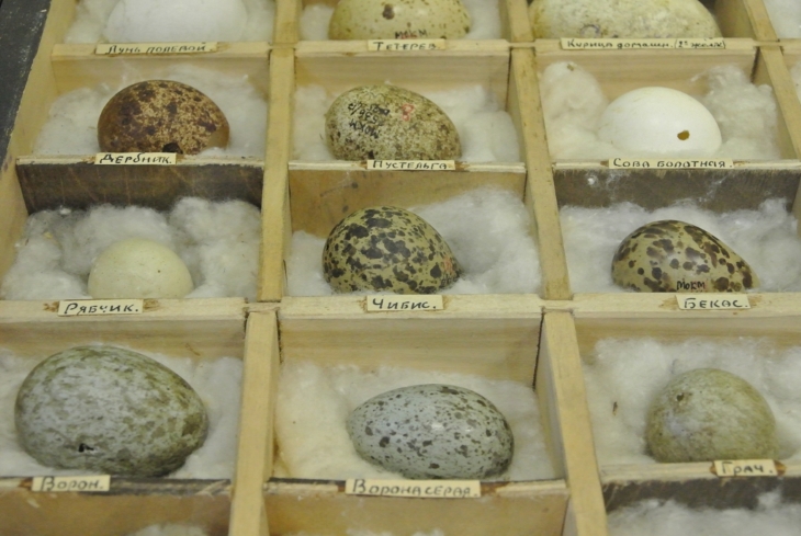 В Пермском краеведческом музее покажут 222 яйца 0+