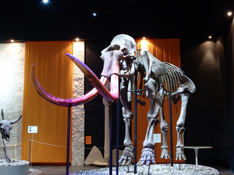 Московские ученые помогут сохранить кости пермских мамонтов 