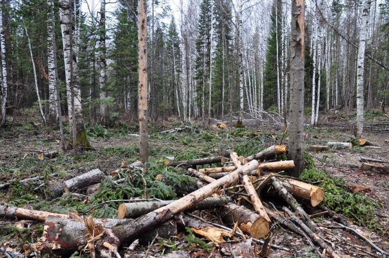 В Пермском крае оштрафовали мужчину, вырубившего лес на полмиллиона рублей