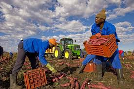 «Уралкалий» примет участие в ООН-овской программе помощи фермерам Африки