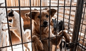 8 тысяч в месяц - мэрия определила стоимость содержания передаваемых в частные приюты собак