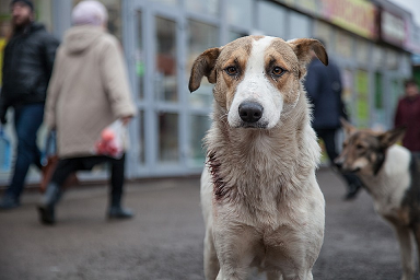 Количество бездомных собак в Перми снизилось на 21%
