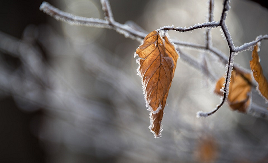В Пермском крае на этой неделе ожидаются похолодание до -5 градусов и снег