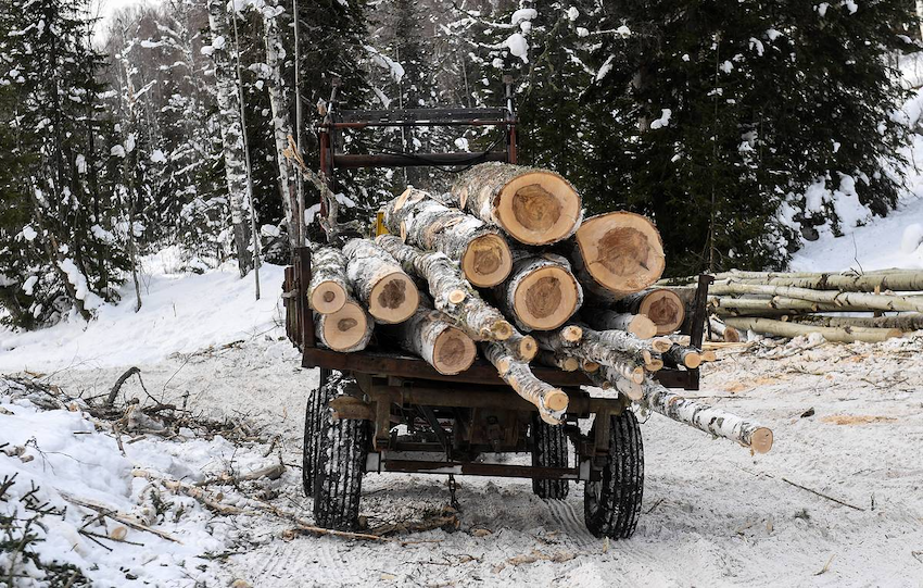 В Прикамье в 2021 году ущерб от незаконной вырубки леса превысил 200 млн рублей