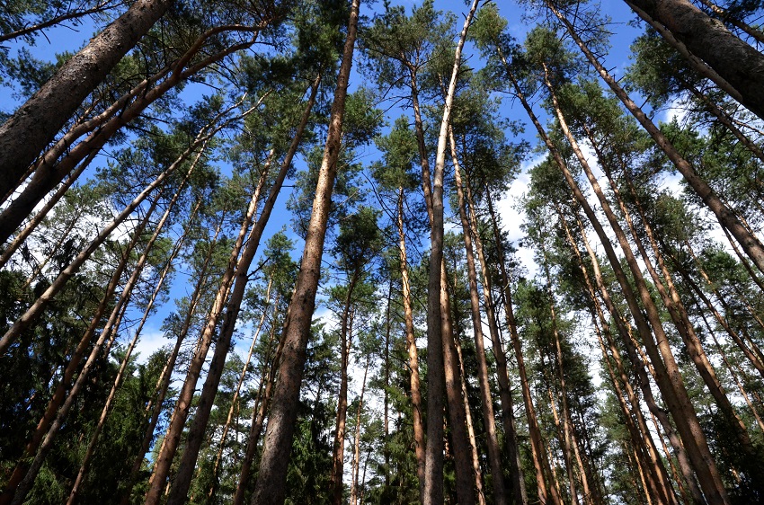 Минприроды Пермского края опубликовало реестр должников по аренде лесных участков