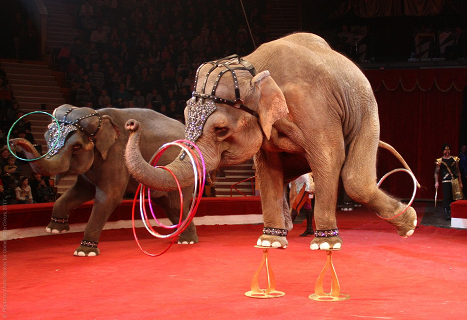 Состояние цирковых животных после пандемии проверит Росгосцирк