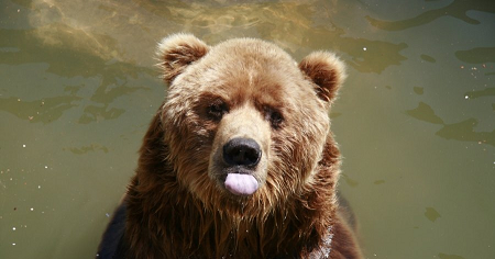 В Пермском крае посчитают проснувшихся медведей