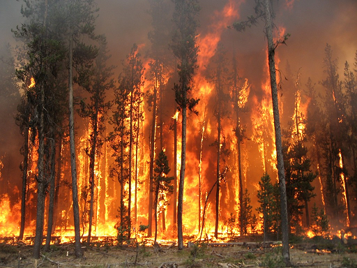 Эксперт: «Основной причиной возникновения лесных пожаров остается человек»