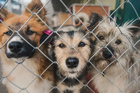 В Перми в приюте для животных скрыли гибель 133 взрослых собак и щенков