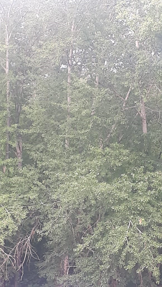 Стихия погубила почти 70 деревьев в Перми
