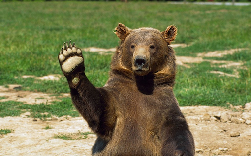 В Прикамье медведь вышел в лагерь к туристам 