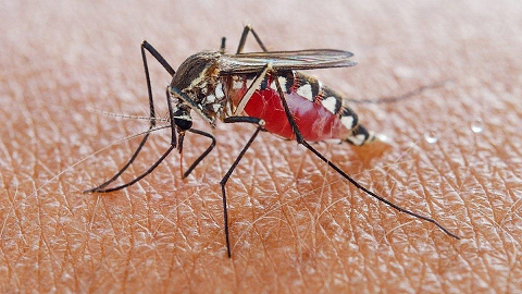В Пермском крае предупредили о риске передачи малярии комарами 