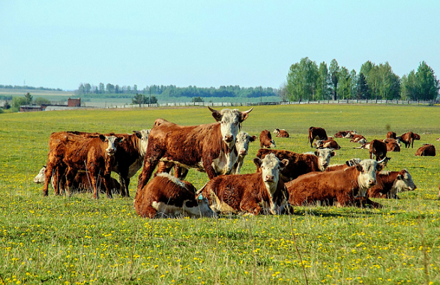 Сбербанк требует арестовать стадо коров у пермского агрохолдинга