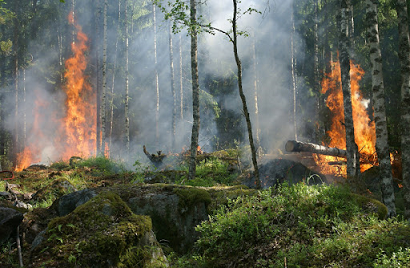 В Прикамье минувшим летом произошло 166 лесных пожаров
