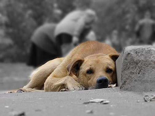 Пермякам запретили подкармливать бездомных животных  