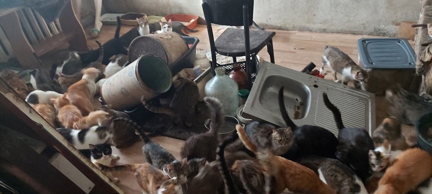 Жительница Перми развела в своей квартире 75 кошек и кормит их по возможности