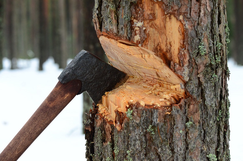 В Пермском крае осудили троих мужчин, которые срубили три тысячи деревьев 