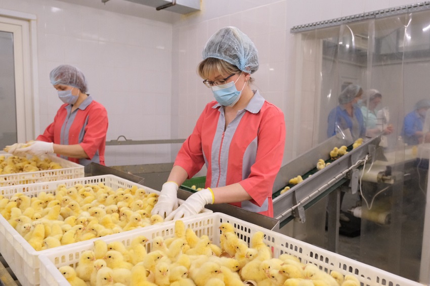 Владелец птицефабрики «Комсомольская» планирует развивать логистику яйца