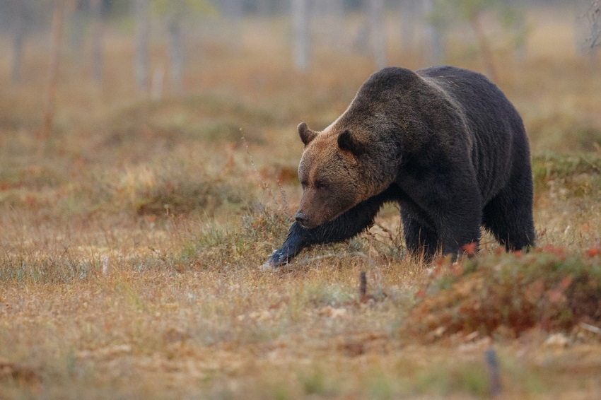 Пермским охотникам разрешили убить 975 медведей