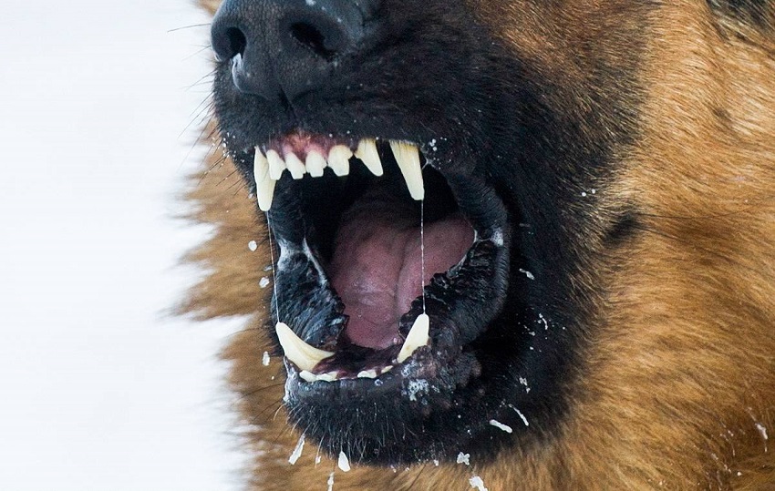 Стая агрессивных собак терроризирует жителей Прикамья