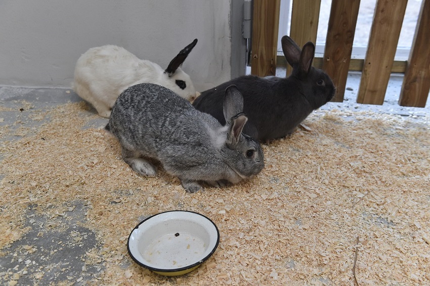 Порядка 300 кроликов, мелких грызунов и птиц переехало в новый пермский зоопарк на Нагорном