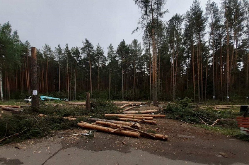В Перми прокуратура проверит законность вырубки деревьев в Балатовском парке