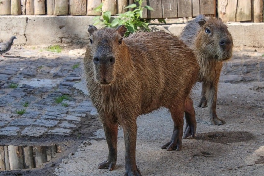«Дочку» КРПК привлекли к строительству пермского зоопарка на Нагорном